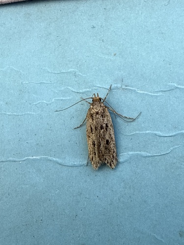 Brown House Moth
