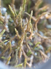 Anomodon viticulosus