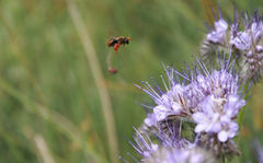Andrena nigrocaerulea