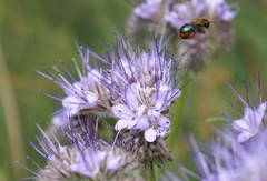 Andrena nigrocaerulea