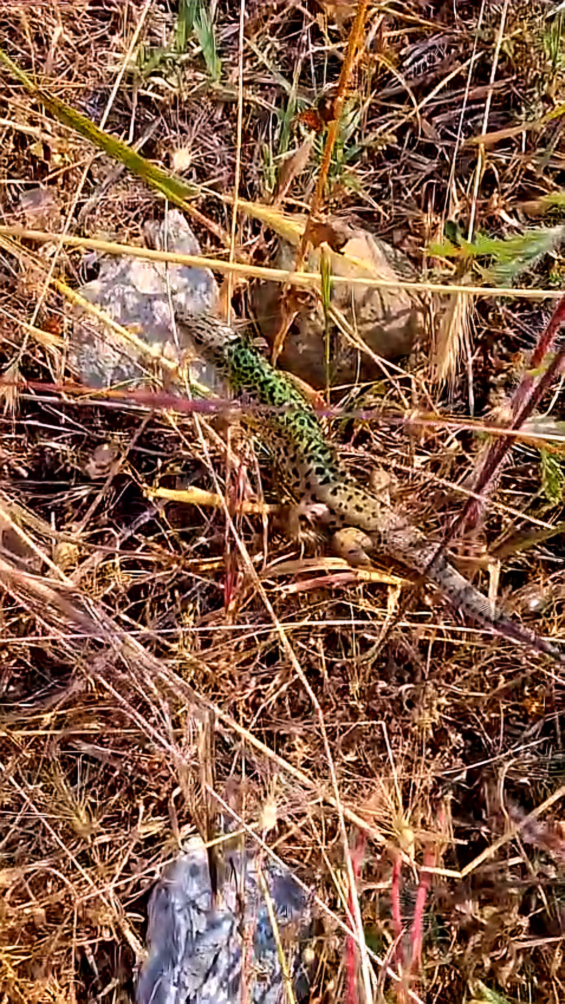 Pamphylian Green Lizard photo 7