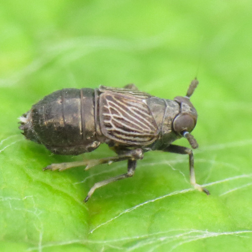 Pissonotus brunneus