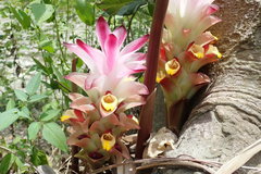 Curcuma