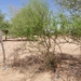 Acacia laeta