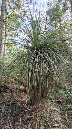 Xanthorrhoea arborea, photograph 4