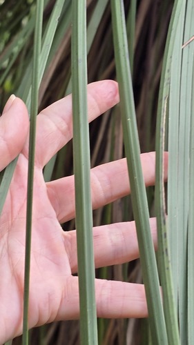 Xanthorrhoea arborea, photograph 5