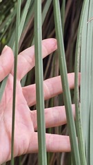 Xanthorrhoea arborea, photograph (c) Petra Holland, some rights reserved (CC BY)