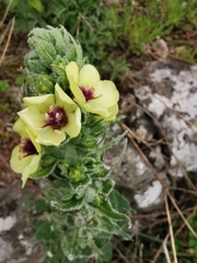 Verbascum boerhavii