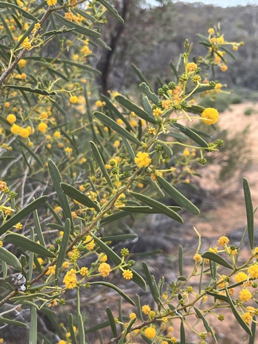 Dune Wattle