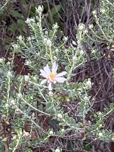Showy Daisy-bush