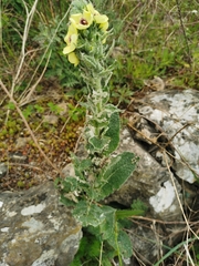 Verbascum boerhavii