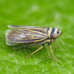 Amblysellus curtisii