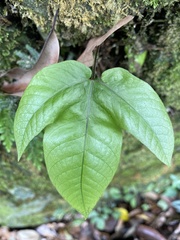 Tectaria polymorpha