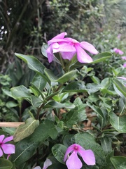 Catharanthus roseus image