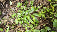 Stenocarpus salignus