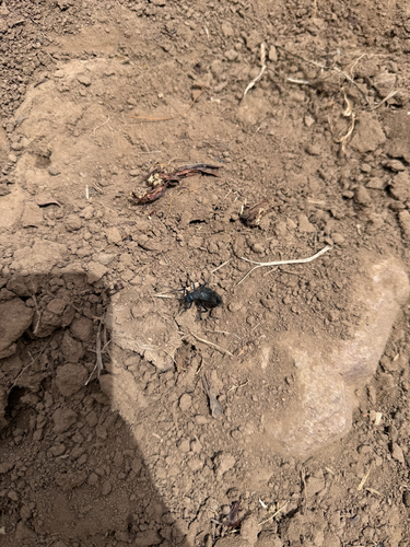 Black Oil Beetle