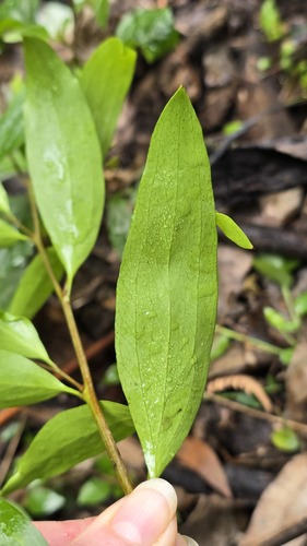 Stenocarpus salignus, photograph 2