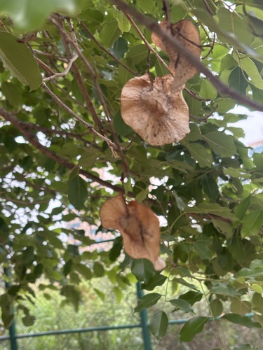 Pterocarpus marsupium observed 2026-07-05