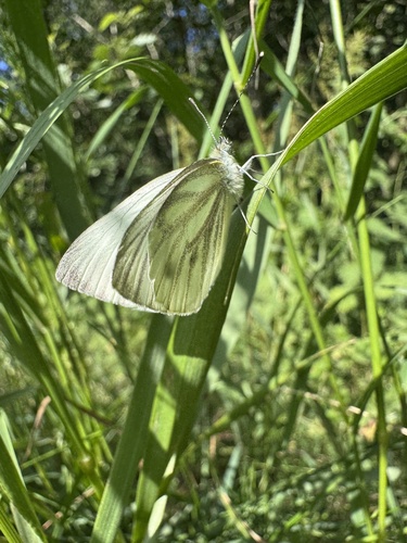 Green-veined White