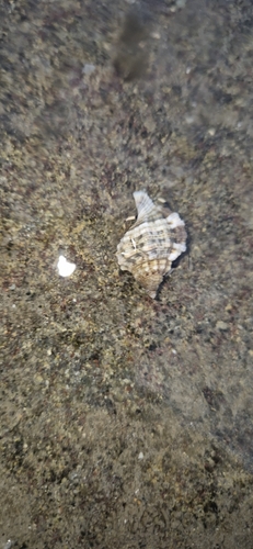 Gutturnium muricinum observed 2026-07-05
