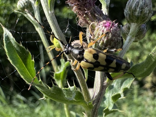 Spotted Longhorn Beetle