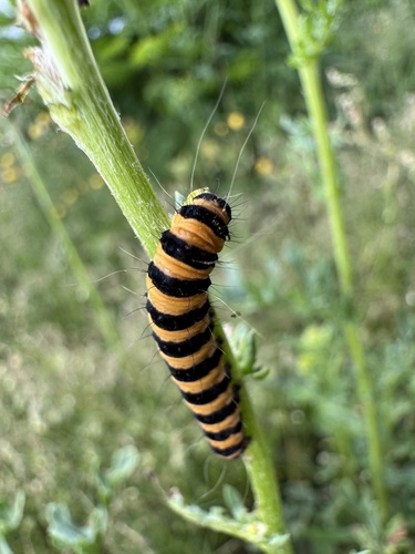 Cinnabar moth