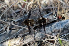 Bombylius albicapillus