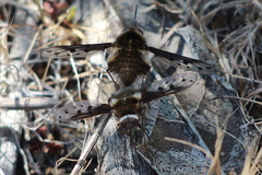 Bombylius albicapillus