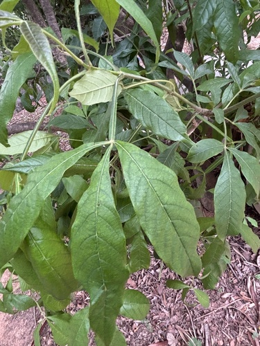 Vitex altissima observed 2026-07-05