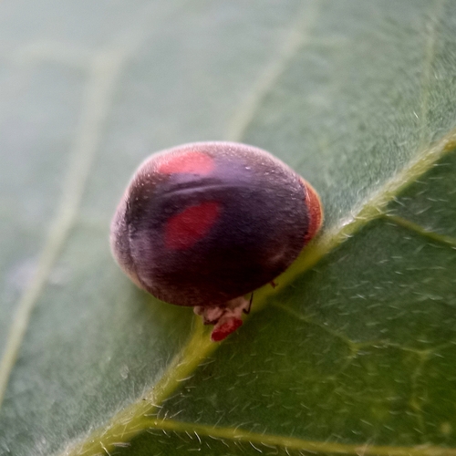 Novius virginalis