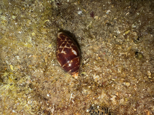 Pyrene punctata observed 2026-07-05