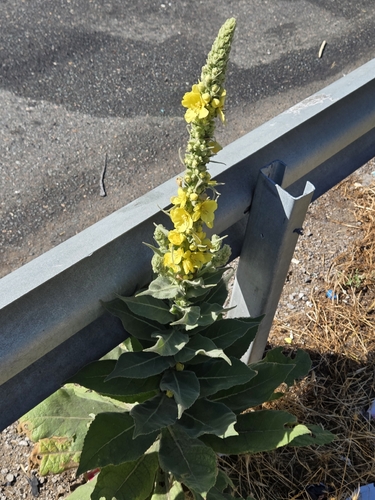 Dense-flowered Mullein