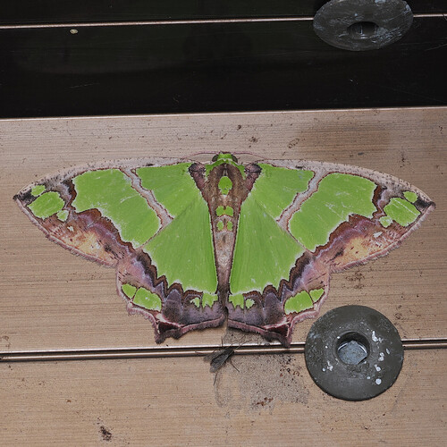 Agathia visenda