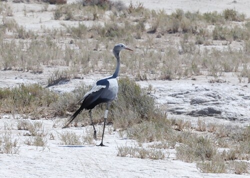 iNaturalist: (c) John Harris - Wildlife Experiences, some rights reserved (CC BY-NC), uploaded by John Harris - Wildlife Experiences iNaturalist image