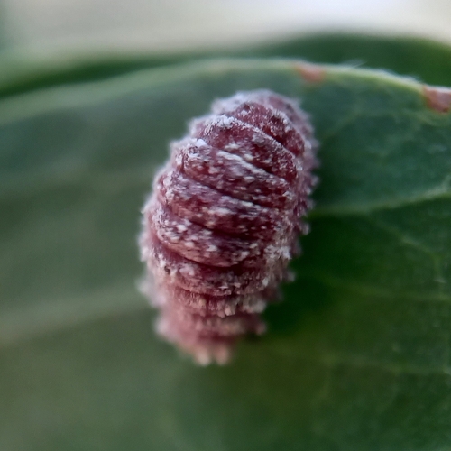 Novius virginalis