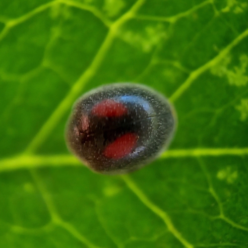 Novius virginalis