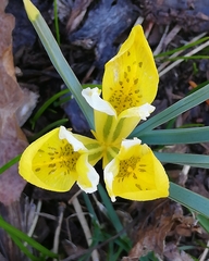 Iris danfordiae