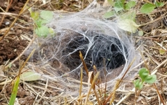 Aphonopelma anax