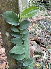 Rhaphidophora hongkongensis