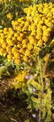 Achillea arabica