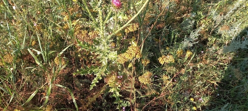 Achillea arabica, photograph 3