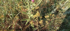 Achillea arabica, photograph (c) Гущина Ангелина Викторовна, some rights reserved (CC BY)