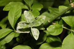 Podosphaera tridactyla