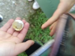 Columba livia domestica