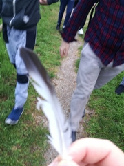 Columba livia domestica