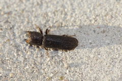 Bostrychoplites cornutus