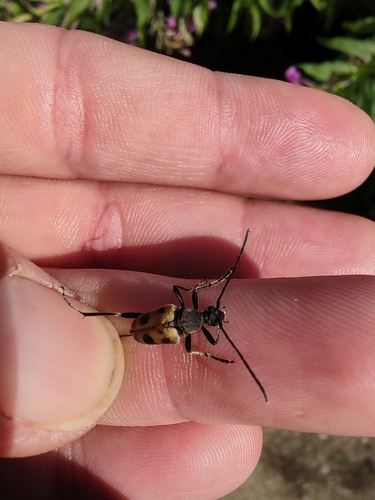 speckled longhorn beetle