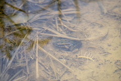 Lithobates kauffeldi