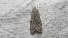 Semioscopis megamicrella