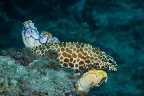 Honingraat-tandbaars (Epinephelus merra) — Serranidae